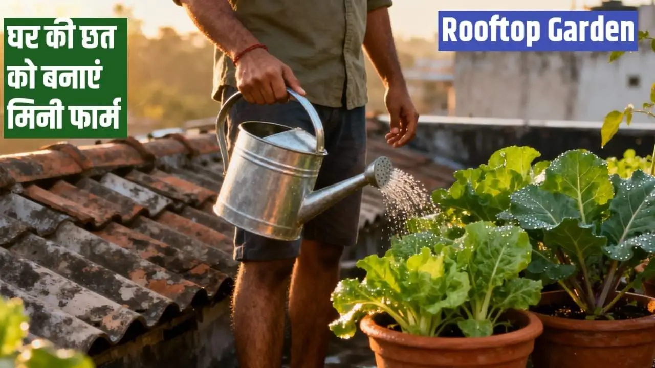 Rooftop Gardening 2025